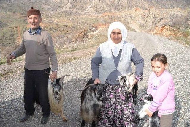 Siirt’te Yavrulama Dönemi Başladı