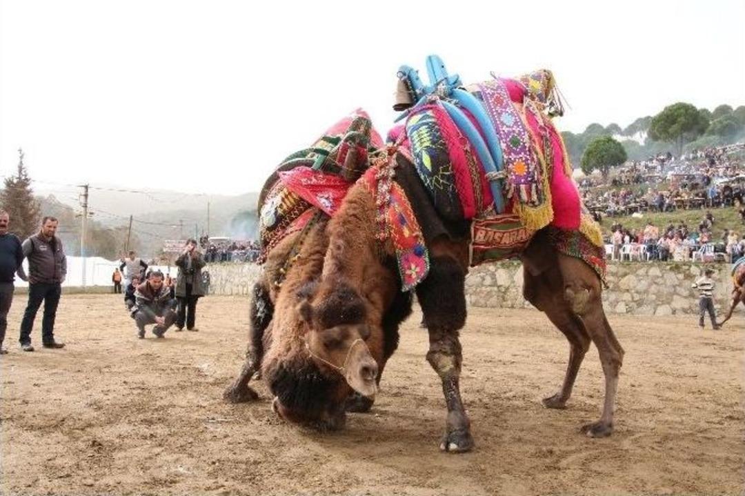 Yenipazar&rsquo;da Develer &Uuml;niversite Yararına G&uuml;reşti