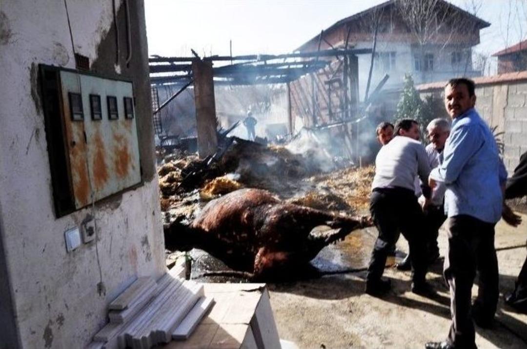 Ahırda &Ccedil;ıkan Yangında 3 Hayvan Telef Oldu