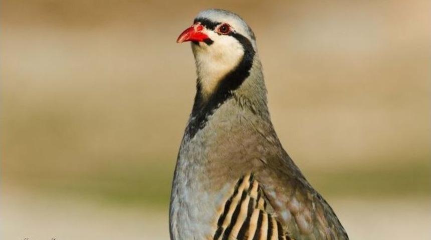 Şanlıurfa&rsquo;nın &ldquo;şanlı Kuşları&rdquo; Fotoğraf Sergisi