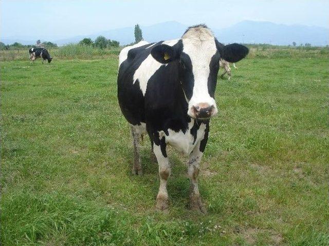 Adsyb’den Tarım Sigortaları Konusunda Çiftçilere Uyarı