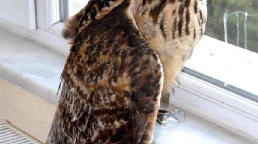 Isparta'da Kanadı Kırık Baykuş Korumaya Alındı