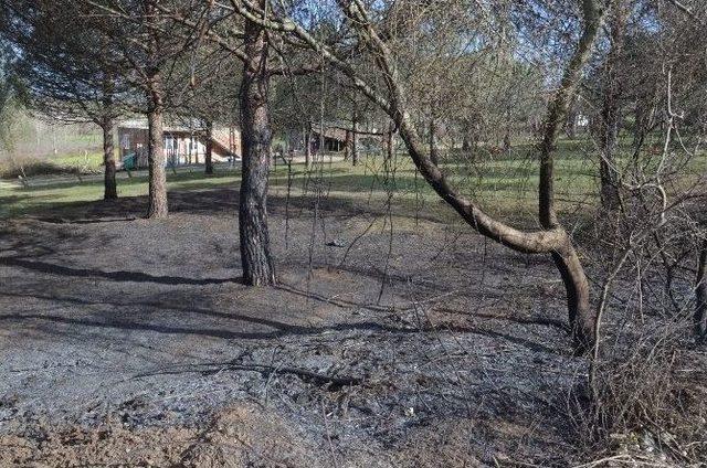 Samsun’da 8 Ayrı Bölgede Orman Yangını Meydana Geldi