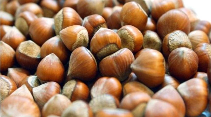 Tobb, Yeni Fındık Kanunu İstiyor