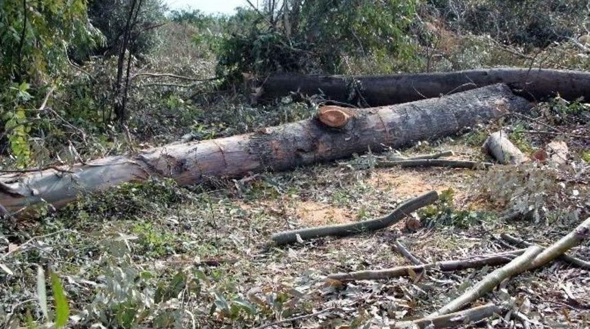 Hazine Arazisinde Ağaçları Kesen 2 Kişi Suçüstü Yakalandı
