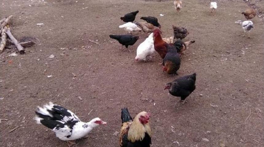 Boş Vakitlerinde K&uuml;mes Hayvanları Besliyor