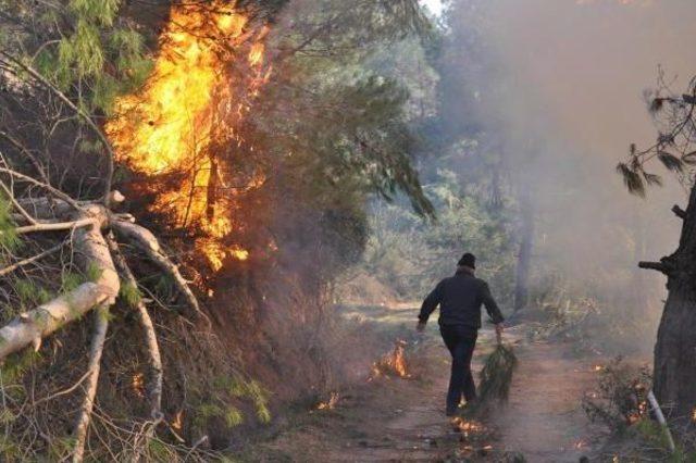 Denizli'de Piknik Ateşi 4 Hektar Ormanı Yaktı-Yeniden