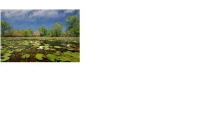 Sulak Alanlar Koruma Altında