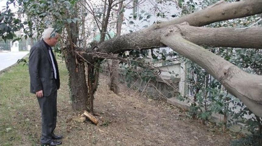 Samsun&rsquo;da Lodos 2 Kişiyi Hastanelik Etti