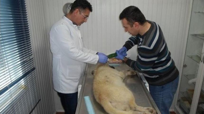 Aşılanan Sokak K&ouml;pekleri K&uuml;peleniyor