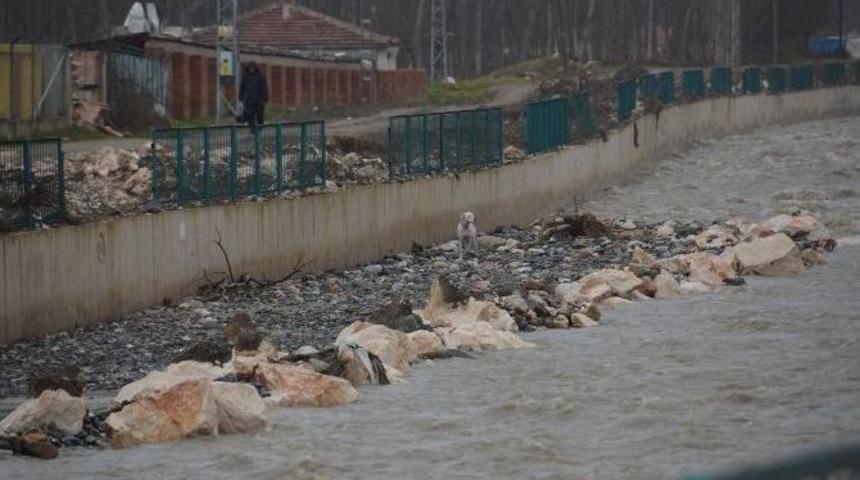 Mahsur Kalan K&ouml;pek Belediye &Ccedil;alışanları Ve Vatandaş Tarafından Kurtarıldı