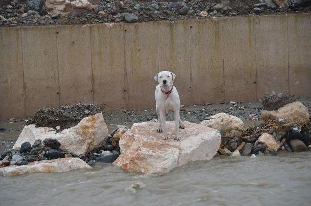 Mahsur Kalan Köpek Belediye Çalışanları Ve Vatandaş Tarafından Kurtarıldı