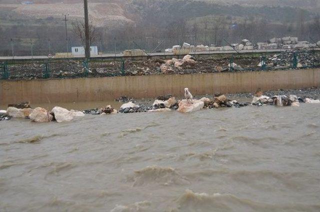 Mahsur Kalan Köpek Belediye Çalışanları Ve Vatandaş Tarafından Kurtarıldı