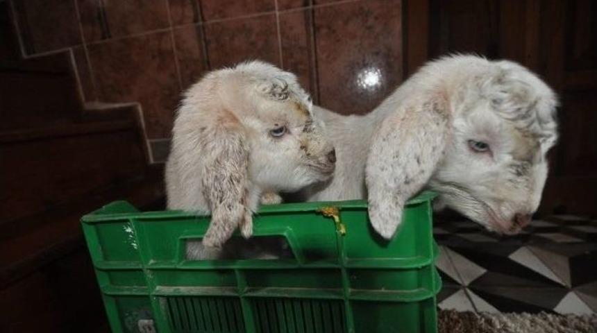 Yeni Doğan Oğlakları Biberonla Besliyor