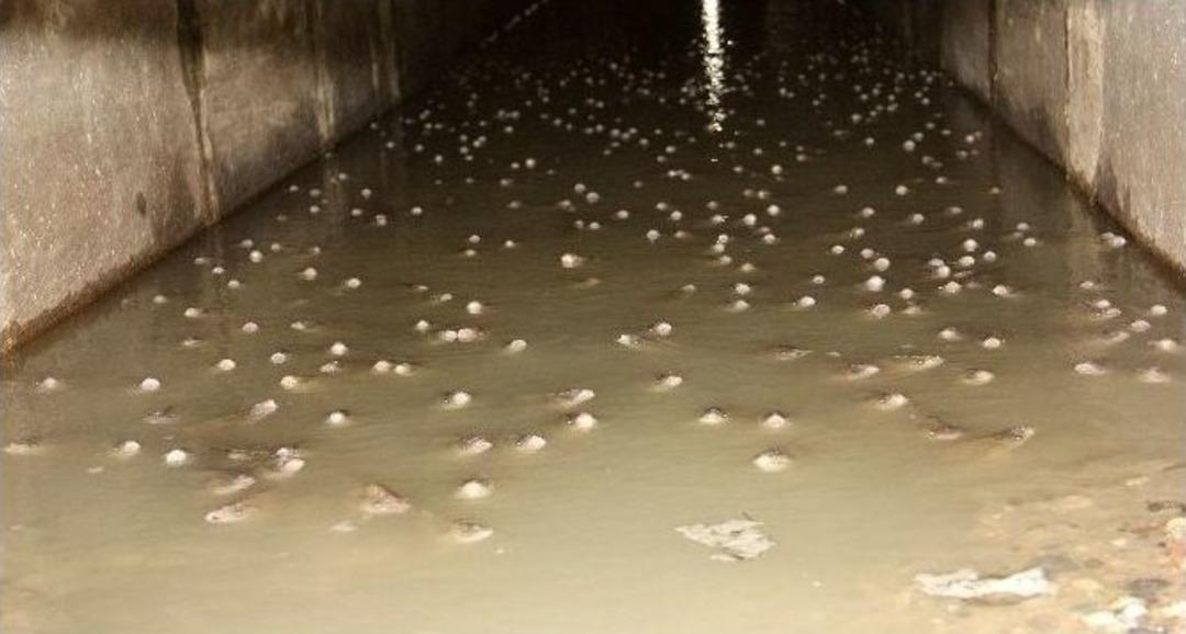 Adana&rsquo;da Seyhan Baraj G&ouml;l&uuml; &Ccedil;ekilince, Binlerce Balık Yumurtlamak İ&ccedil;in Girdikleri Kanalda Mahsur Kaldı