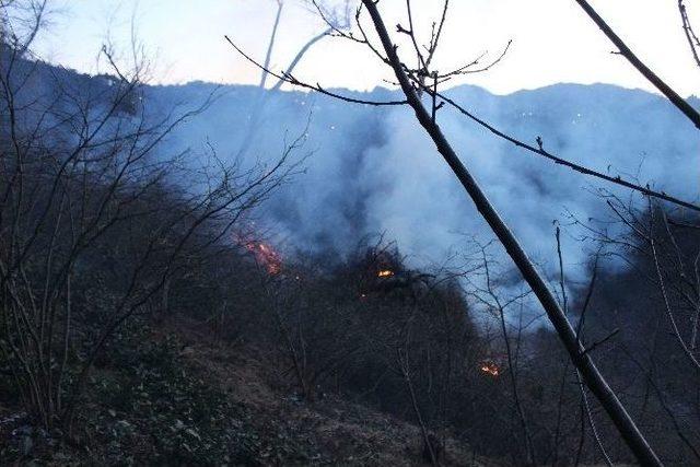 Giresun’da Fındıklık Ve Çalılık Yangını