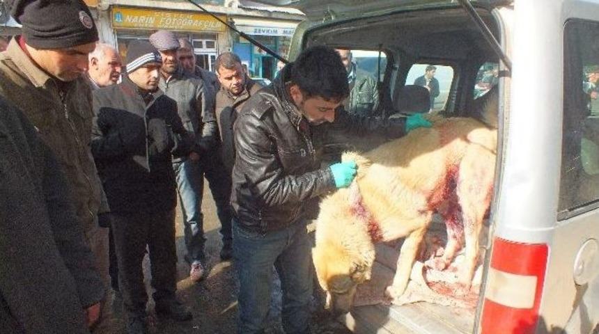 Kurtlar K&ouml;y Girişinde Kangal K&ouml;peklerine Saldırdı