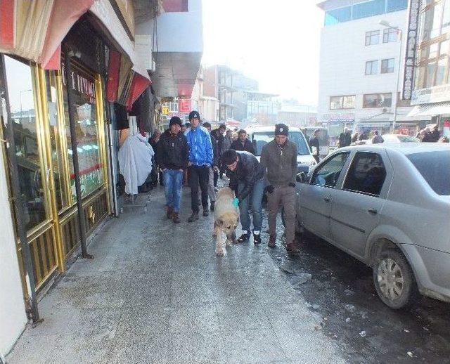 Kurtlar Köy Girişinde Kangal Köpeklerine Saldırdı