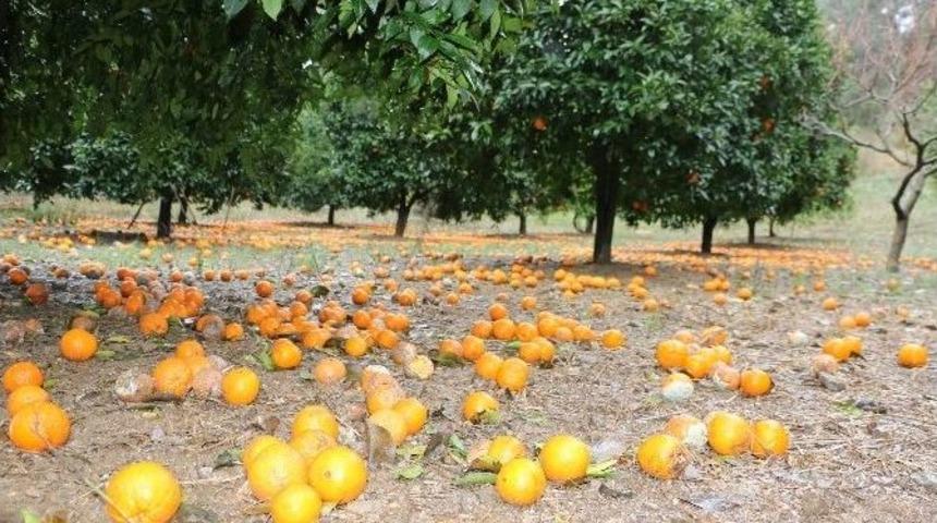 Muğla&rsquo;da Lodos Narenciyeyi Vurdu