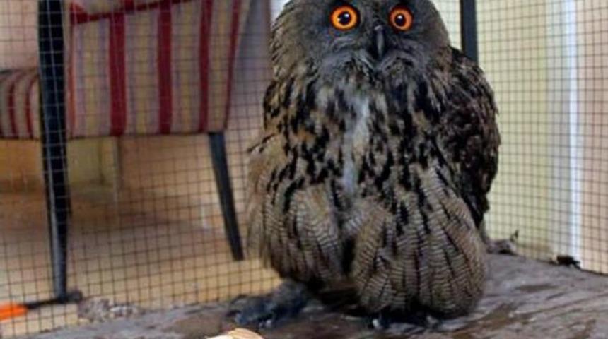 Boş Daireye Giren Puhu Kuşu. Koruma Altına Alındı