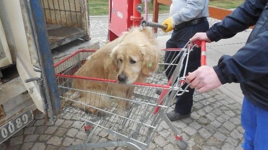 K&ouml;rfez Belediyesi Sokak Hayvanlarını İ&ccedil;in Ekip Oluşturdu