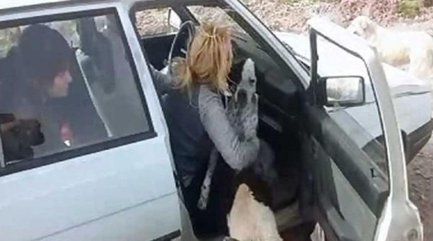 Sahipsiz K&ouml;pekler Hayvanseverleri Bırakmak Istemedi