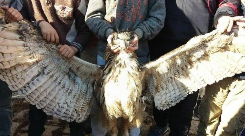 Kelkit&rsquo;te &Ccedil;ocuklar &Ouml;l&uuml; Baykuş Buldu