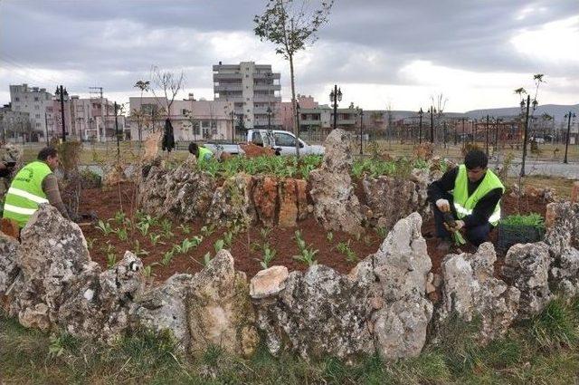 Siirt’te 10 Bin Çiçek Dikilecek