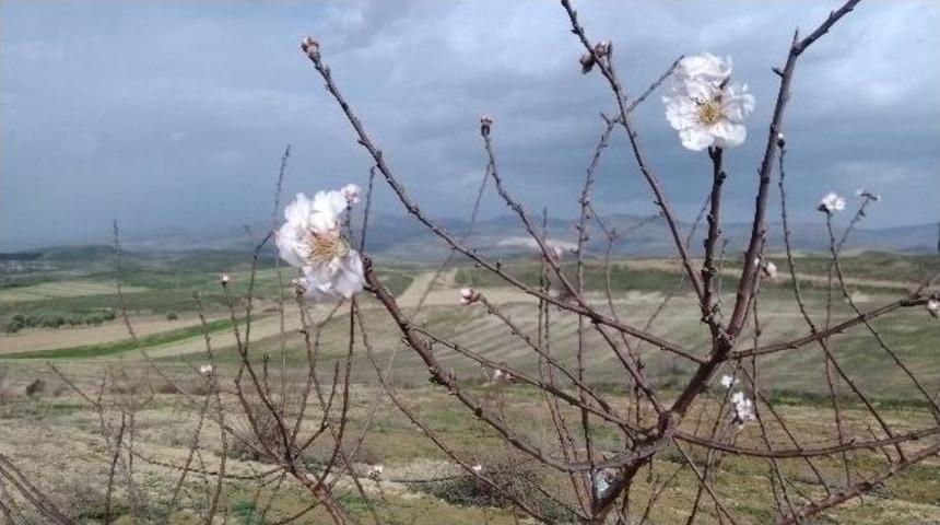 Ağa&ccedil;lar Yalancı Baharı Aldandı &Ccedil;i&ccedil;ek A&ccedil;tı