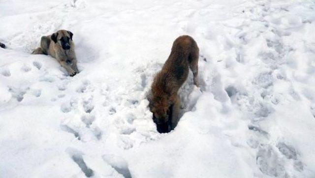 Köpekler Kar Altında Yiyecek Arıyor