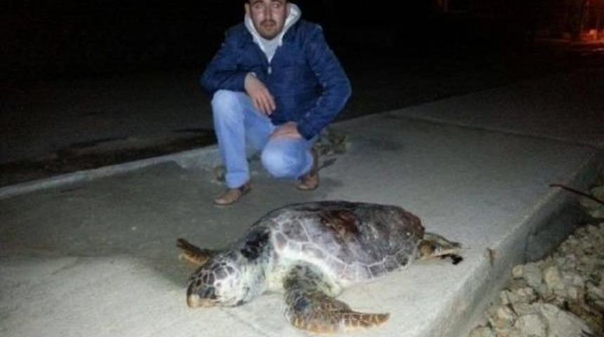 Lodos, Deniz Canlılarını Da Vurdu