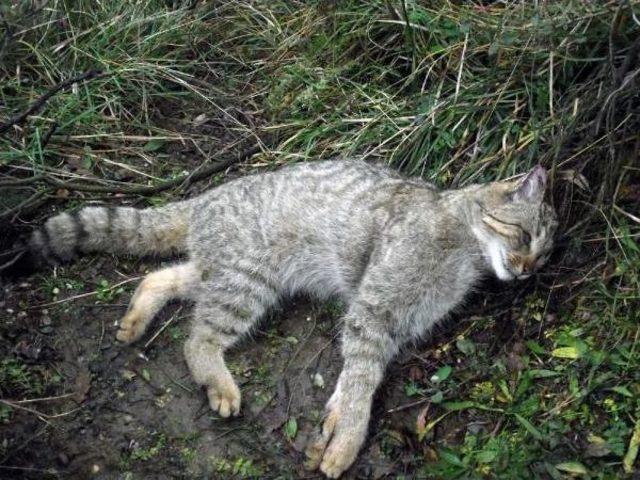 Fotokapanla Görüntülen Yaban Kedisi Taş Ocağındaki Patlamada Öldü