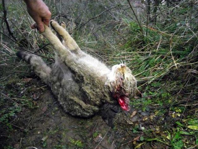 Fotokapanla Görüntülen Yaban Kedisi Taş Ocağındaki Patlamada Öldü