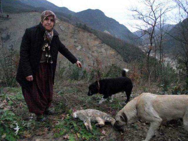 Fotokapanla Görüntülen Yaban Kedisi Taş Ocağındaki Patlamada Öldü