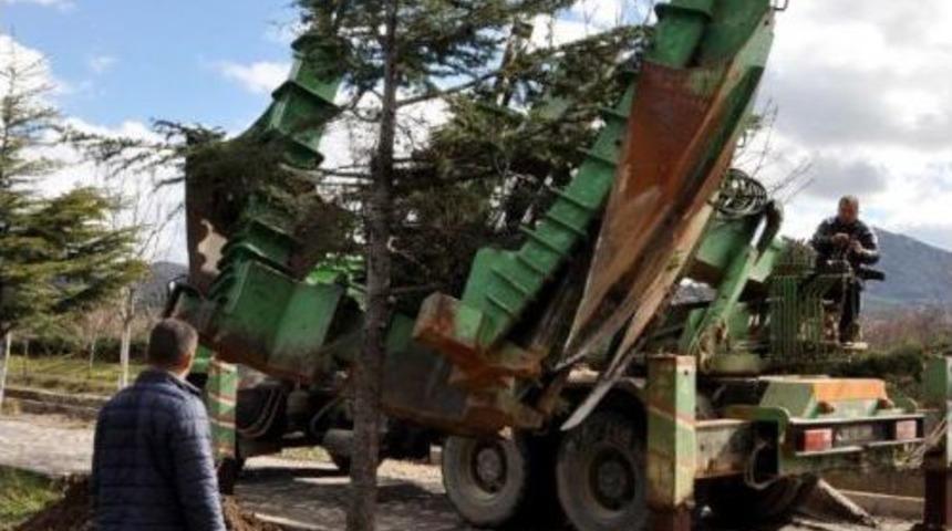 Eğirdir'de S&ouml;k&uuml;len Ağa&ccedil;lar Başka Yere Dikildi