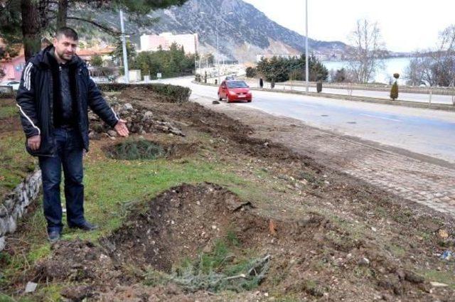 Eğirdir'de Sökülen Ağaçlar Başka Yere Dikildi