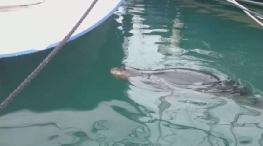 Fethiye Limanında Akdeniz Foku G&ouml;r&uuml;ld&uuml;