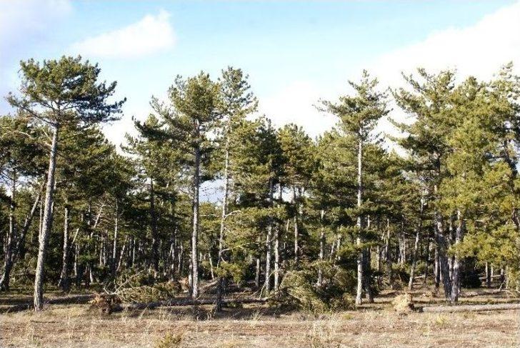 (özel Haber) -seyitgazi’te Görülmemiş Yıkım G4