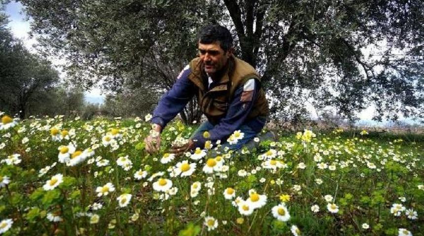 Manisa'da Ağaçlar, Yalancı Baharla Çiçek Açtı