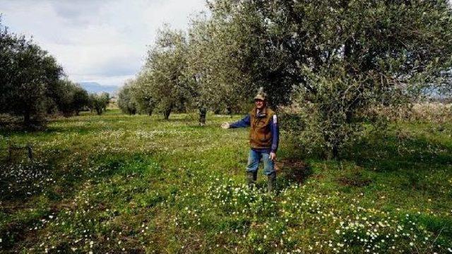 Manisa'da Ağaçlar, Yalancı Baharla Çiçek Açtı