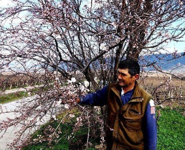 Manisa'da Ağaçlar, Yalancı Baharla Çiçek Açtı