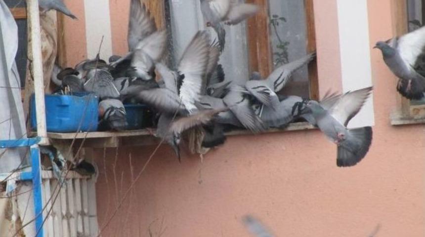 G&uuml;vercinlerin Yem Savaşı