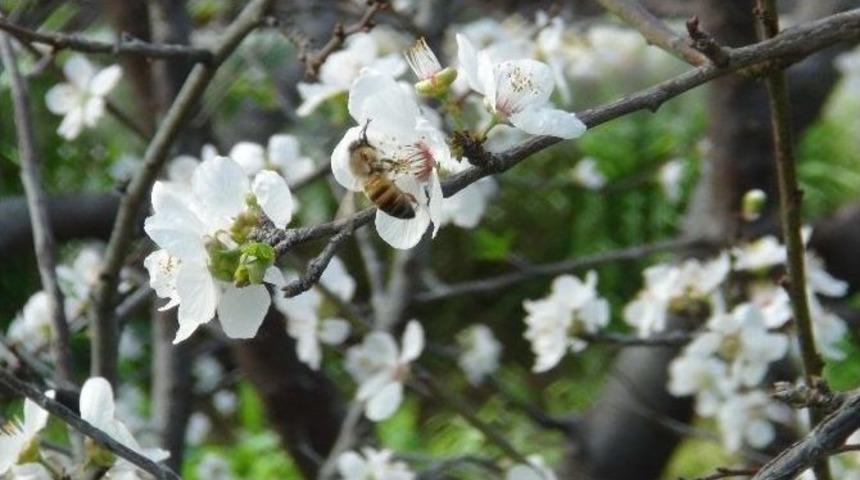 Silifke&rsquo;de Erik Ağa&ccedil;ları &Ccedil;i&ccedil;ek A&ccedil;tı