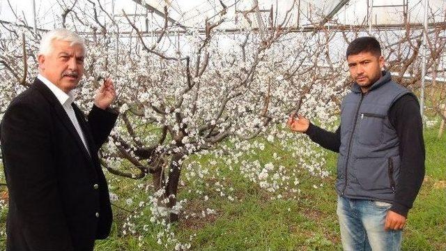 Silifke’de Erik Ağaçları Çiçek Açtı