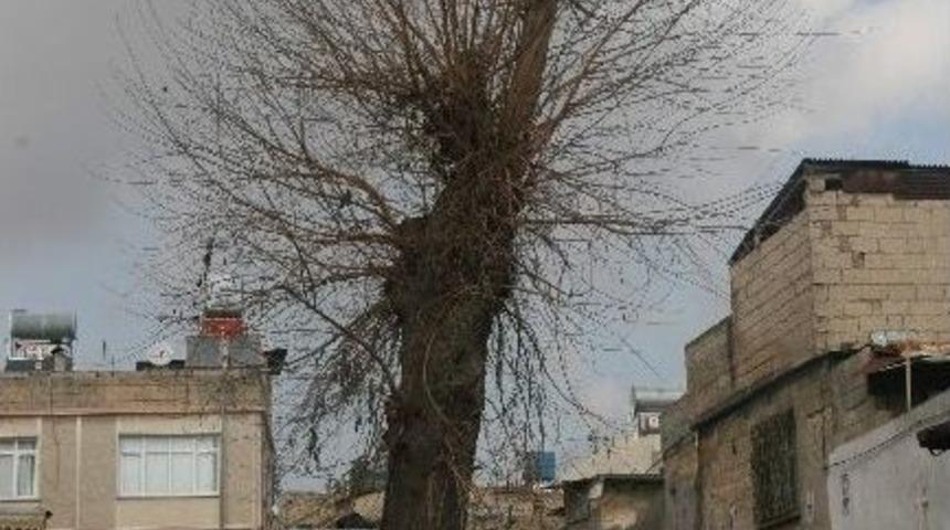 Yol Ortasındaki Asırlık Ağa&ccedil;lar Korunuyor