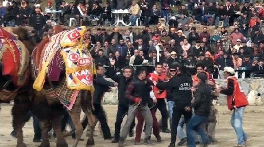 Develer G&uuml;reşirken Sahipleri Kavga Etti