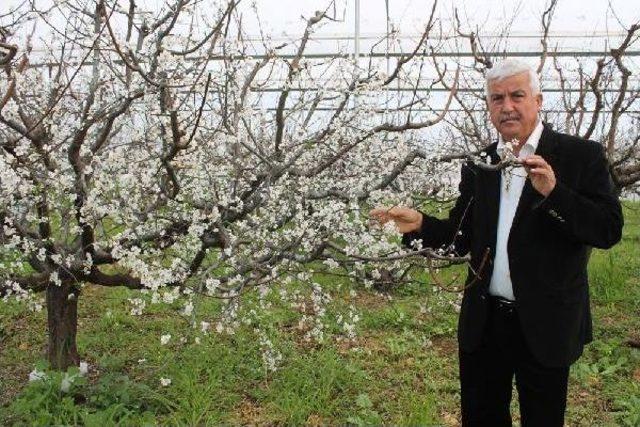 Silifke'de Örtü Altındaki Erikler Çiçek Açtı