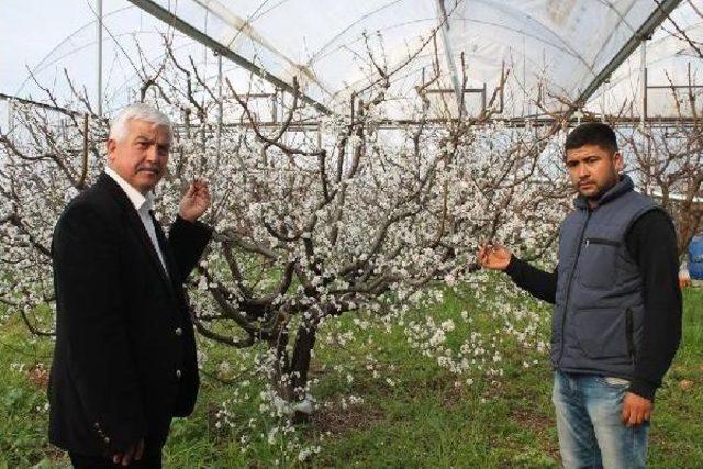 Silifke'de Örtü Altındaki Erikler Çiçek Açtı