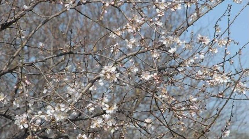 Fethiye’de Bademler Çiçek Açtı