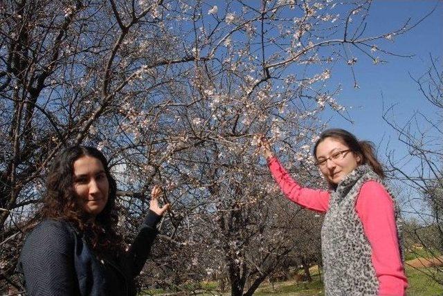 Fethiye’de Bademler Çiçek Açtı